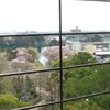 天守閣から岡崎城公園の桜
