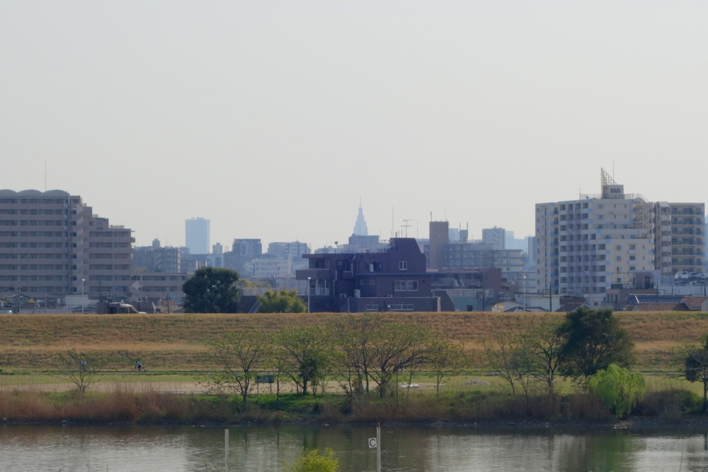 荒川堤五色桜の土手から霞む新宿のタワーと都庁