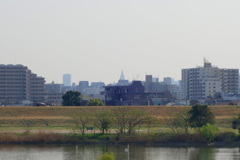 荒川堤五色桜の土手から霞む新宿のタワーと都庁