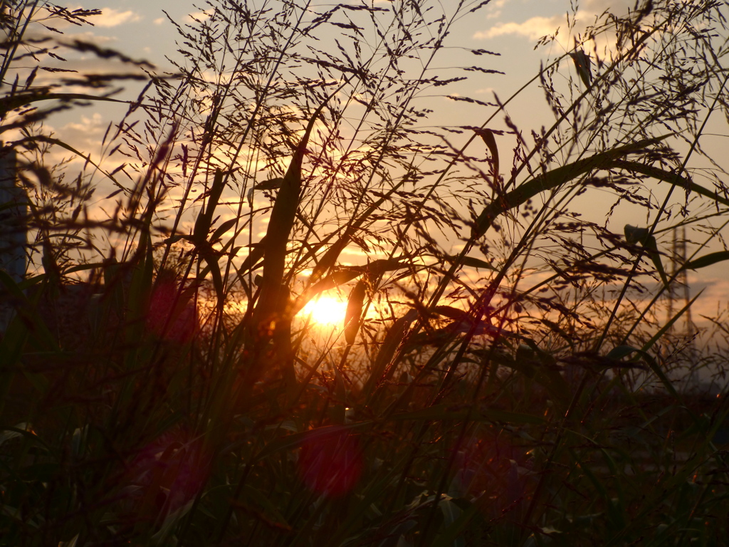 セイバンもロコシに落ちる夕日