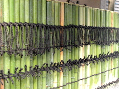 植木職人の垣根がこい