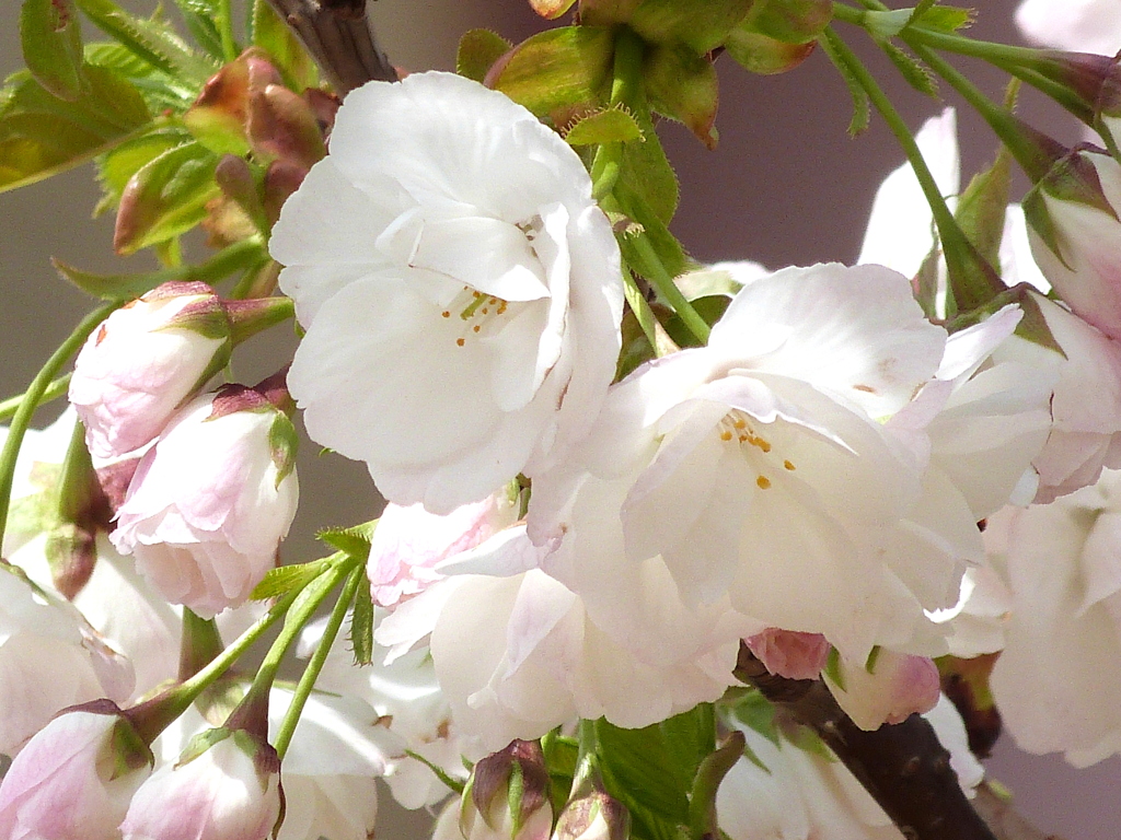 荒川土手の白妙桜