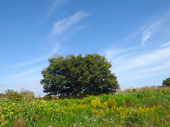 都内の河原の秋の風景１