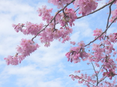 プリンセスミヤビと春の空