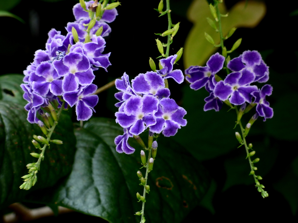 デュランタ・宝塚