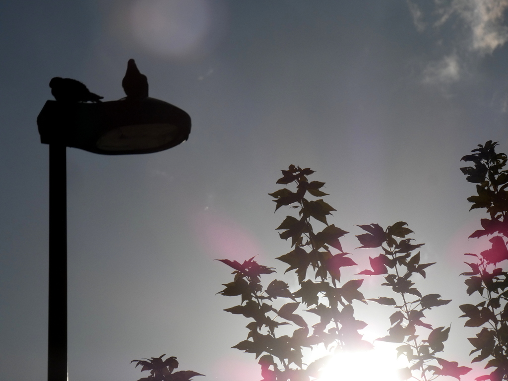 逆光のシルエット