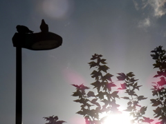 逆光のシルエット