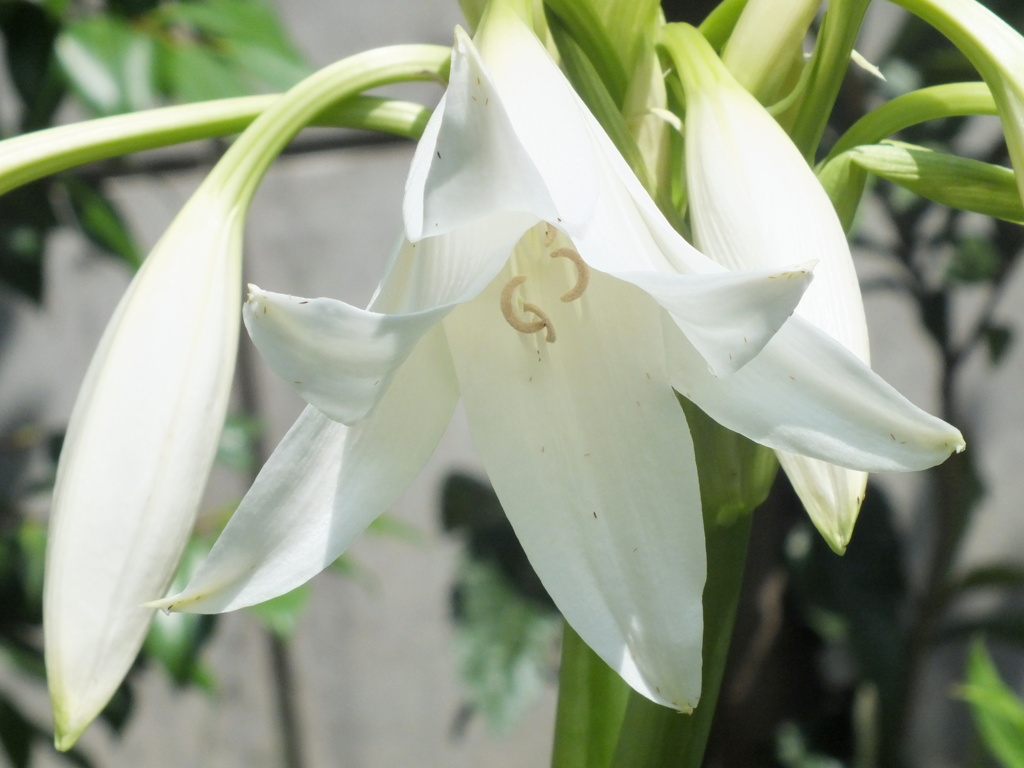 インドハマユウ