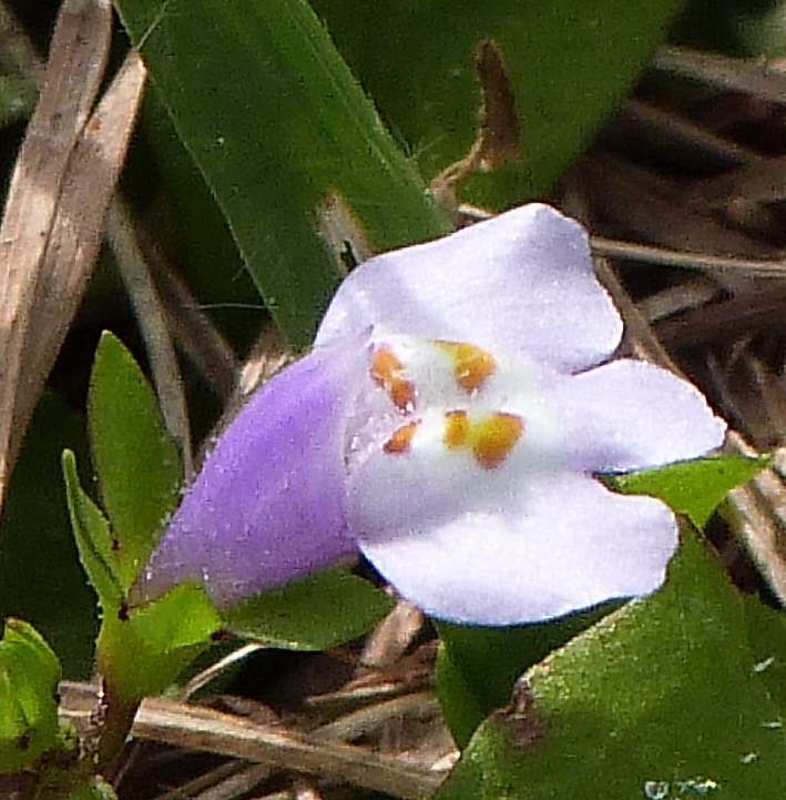 どこでもみられるトキワハゼだが