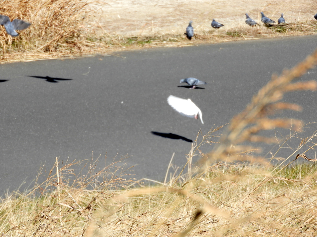 千住日の出町土手上の飛び立つ白鳩