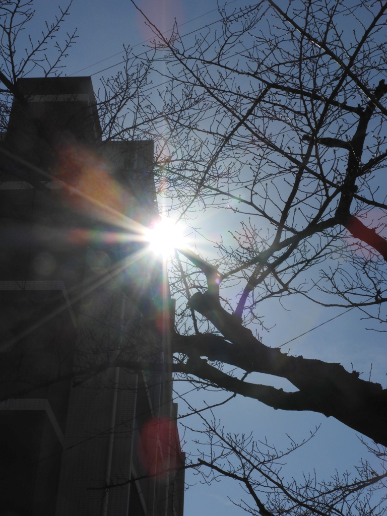 千住桜木の逆光線