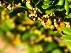 千住桜木ワンドのハマヒサカキ
