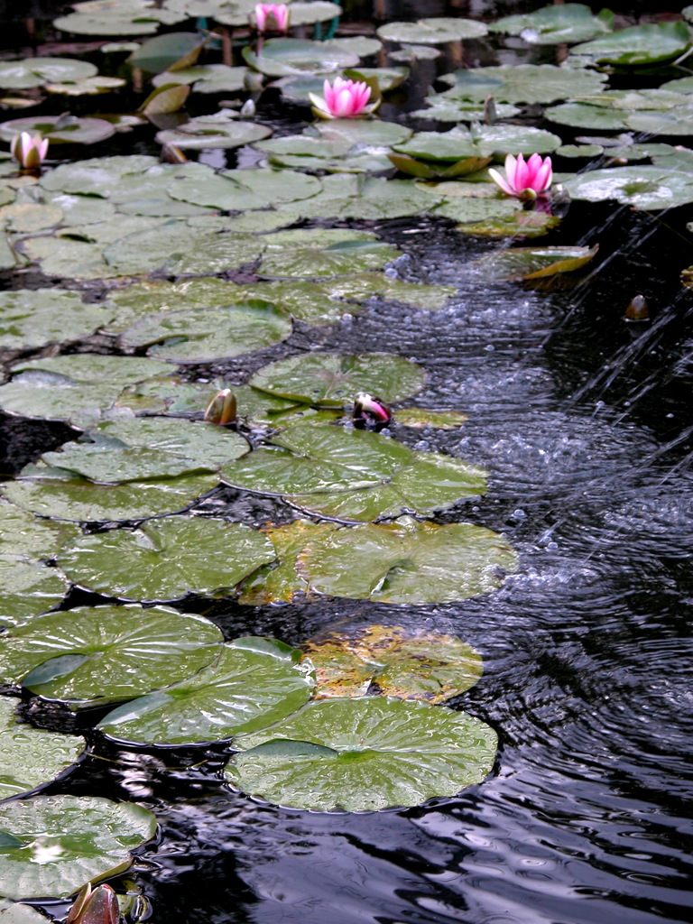 堀切菖蒲園の水連沼