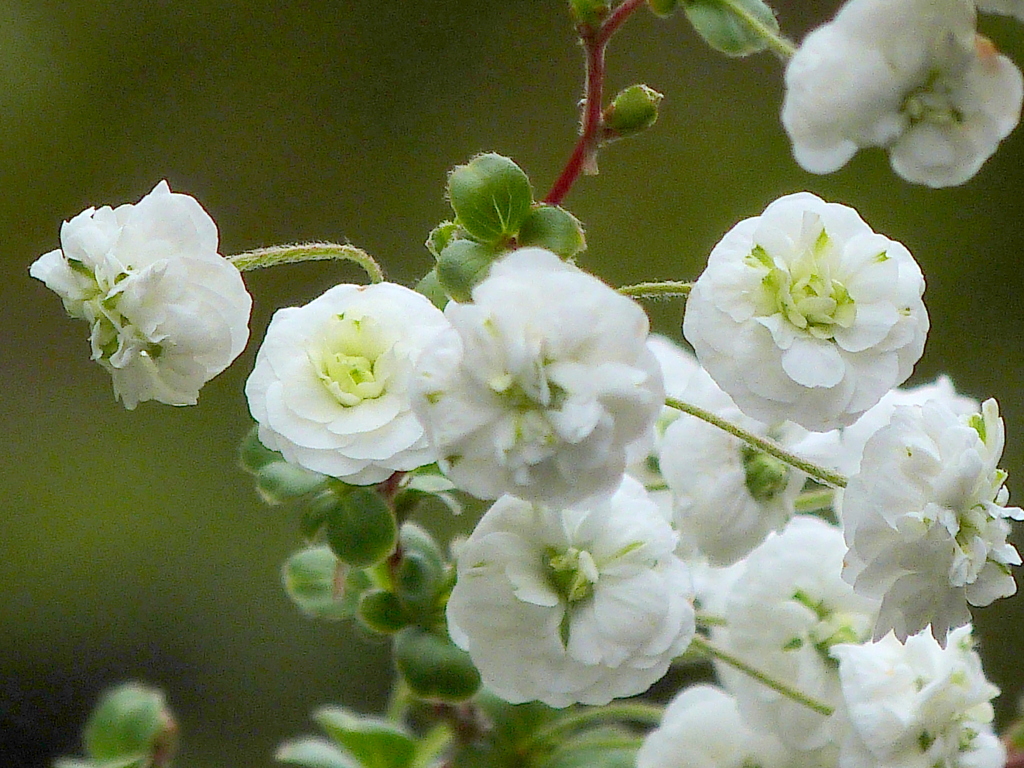 散歩の途中のシジミ花