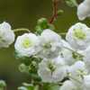 散歩の途中のシジミ花