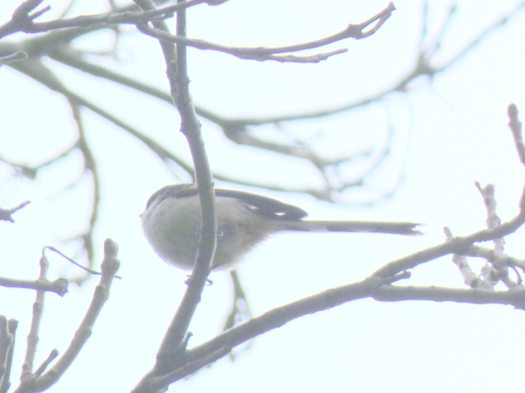 小石川植物園で、エナガ