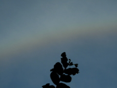 百日紅の葉の上のハロ