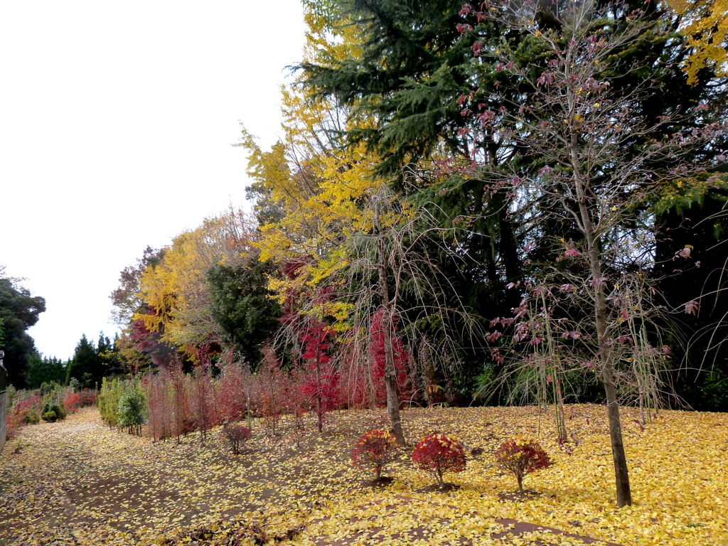 安行街道沿いの公園？の紅葉