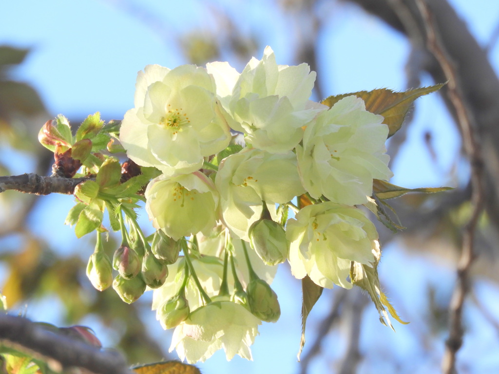 鬱金桜