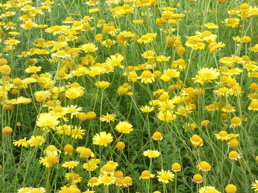 ダイヤーズ・カモミエール