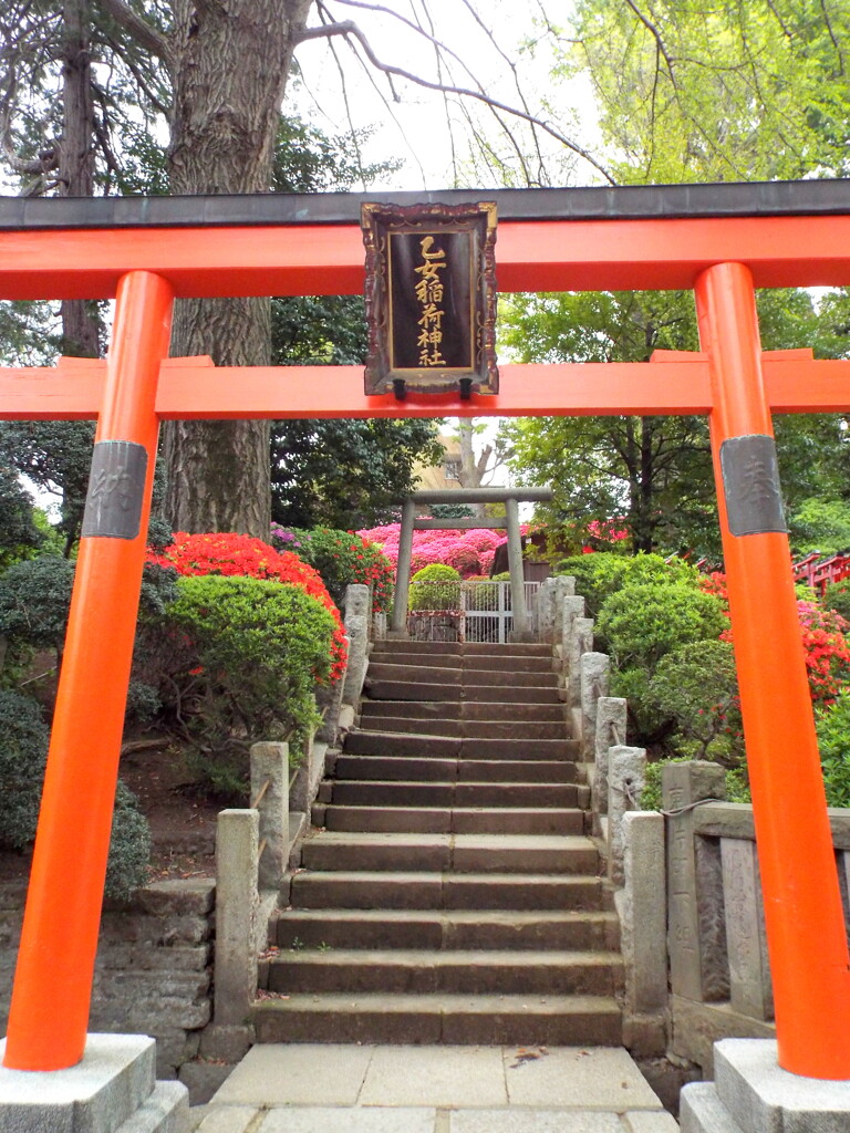階段を上がって左は家宣公の包衣塚右は乙女稲荷