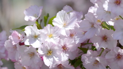 民家の前に咲いた里桜の有明