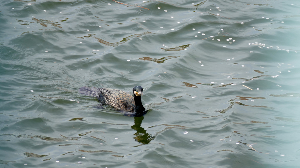 隅田川千住大橋下