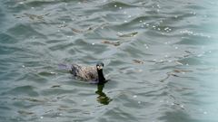 隅田川千住大橋下
