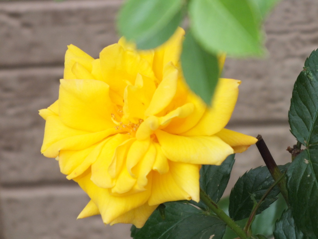 民家の前の黄色いバラ