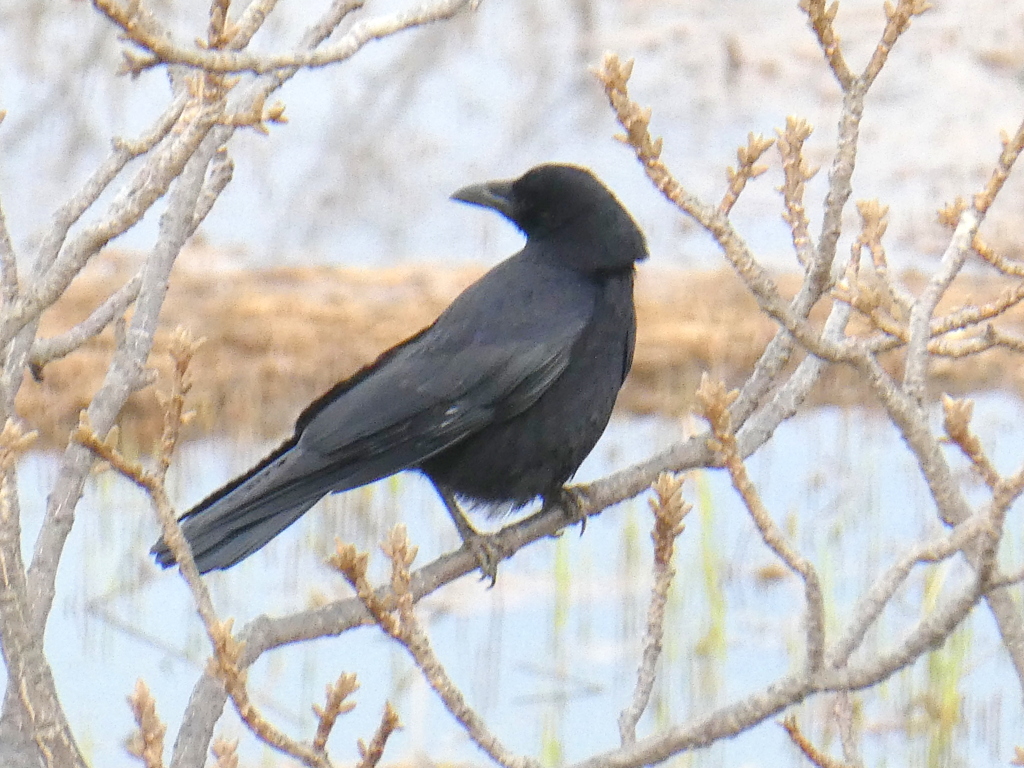 荒川河原の胡桃の木にハシボソガラス