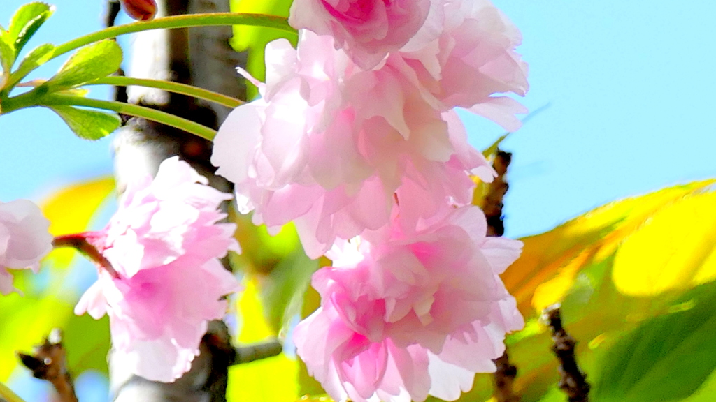 今日も咲き始め里ザクラの泰山府君