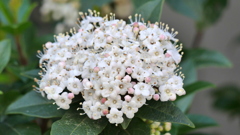 北千住の小径の街路のビバーナムのしべ