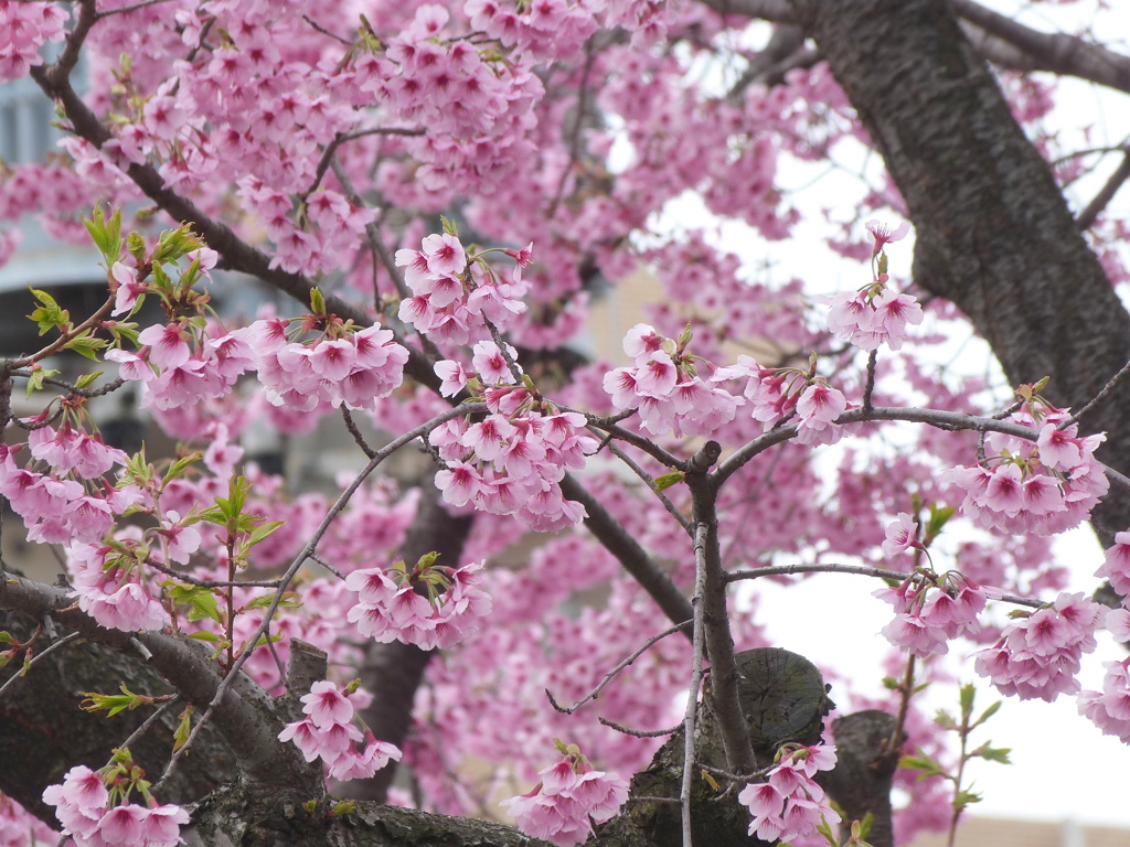 葉桜のオオカンザクラ