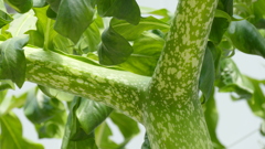 ショクダイオオコンニャクの葉と樹皮の色