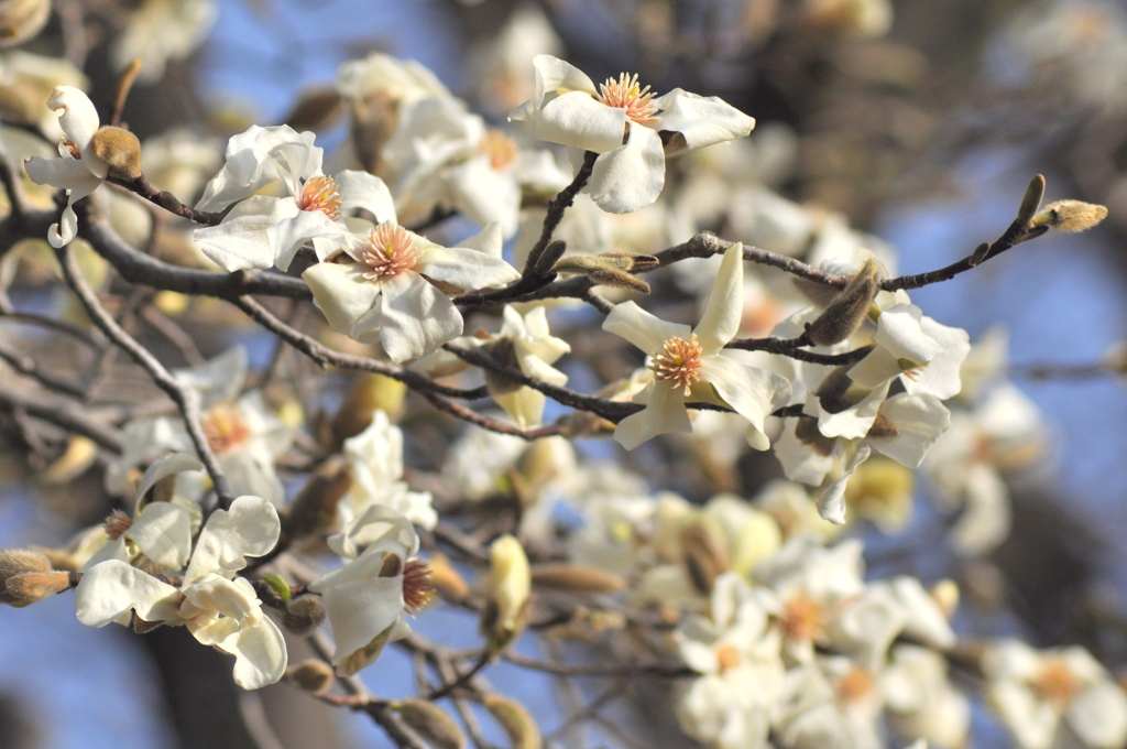千住大川町公園のコブシの花