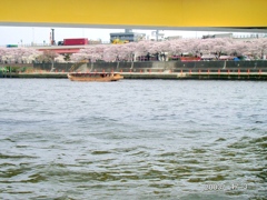 隅田川の桜橋下の桜見物の屋台船