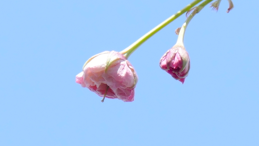 もう少しの里ザクラの普賢象