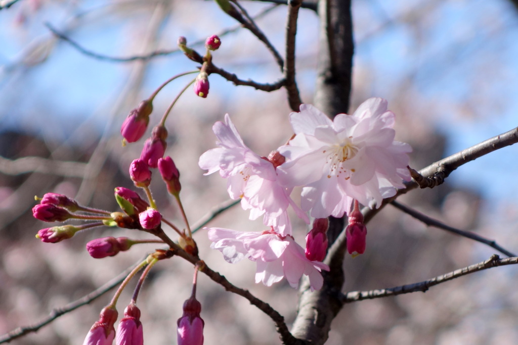 舞姫桜（江戸彼岸系八重紅枝垂れ桜の実生）