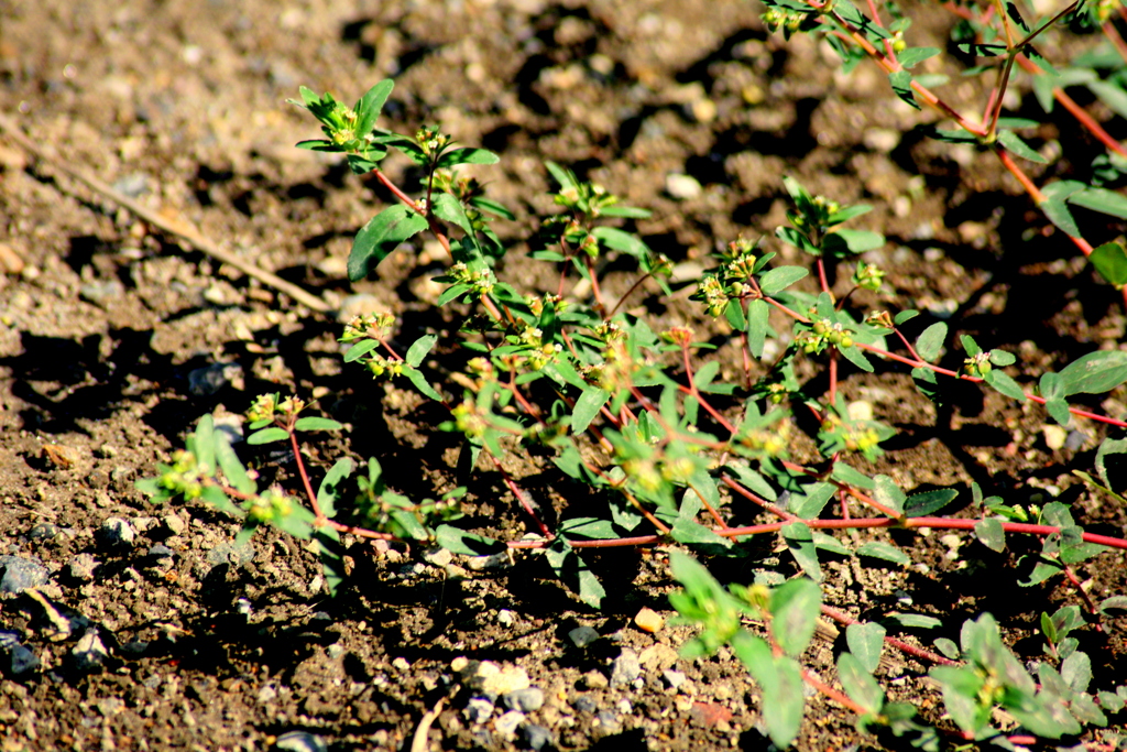 河原のオオニシキソウ