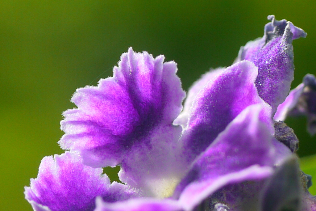 デュランタ・宝塚の花
