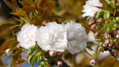 荒川堤の里ザクラの低木の増山