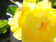 近所の黄色いバラ