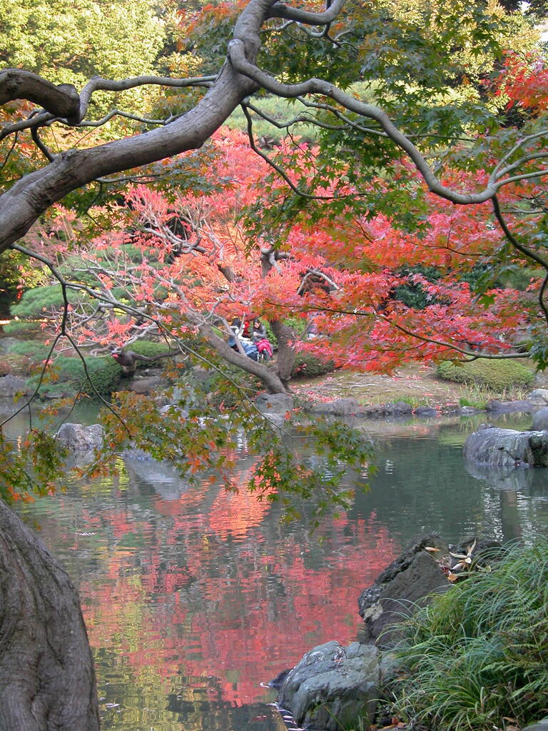 旧古河庭園の池の映え