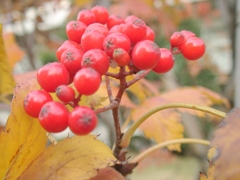 文京区根津神社のナナカマド
