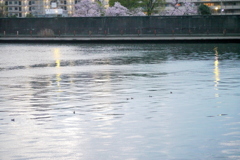 千住桜木公園前の夕方の隅田川と向いのソメイヨシノ