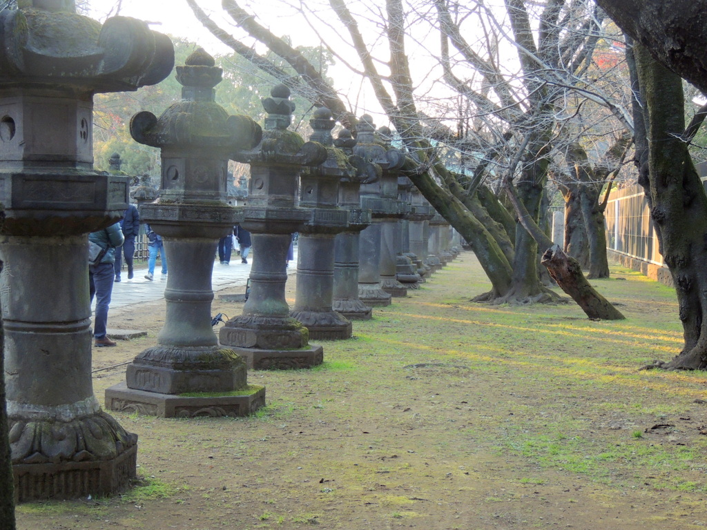 上野東照宮の参道の右の連なる石灯籠と古木のソメイヨシノ