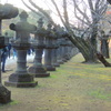 上野東照宮の参道の右の連なる石灯籠と古木のソメイヨシノ