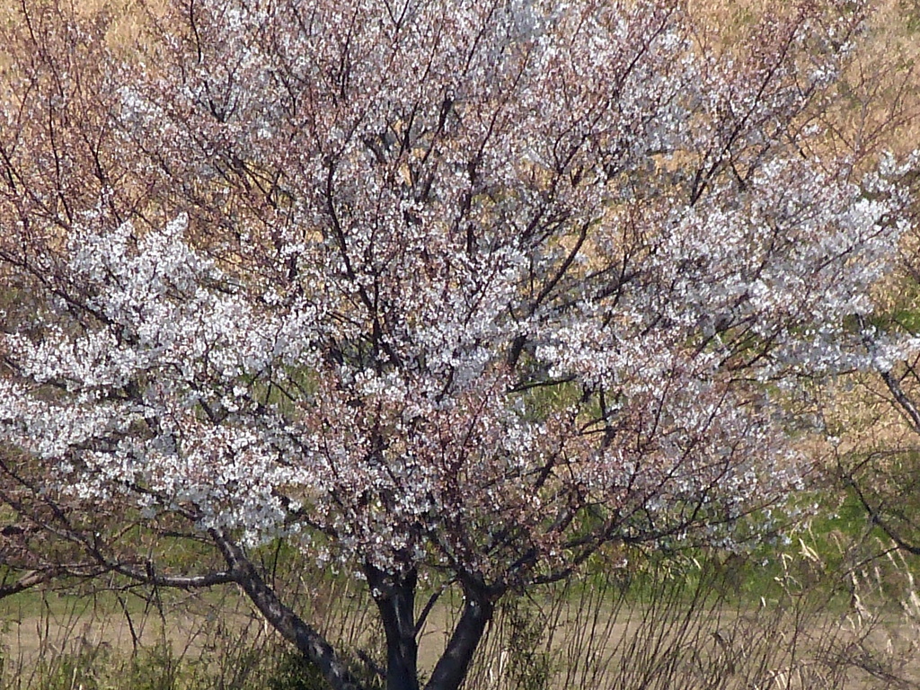荒川の河原の山桜