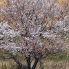 荒川の河原の山桜