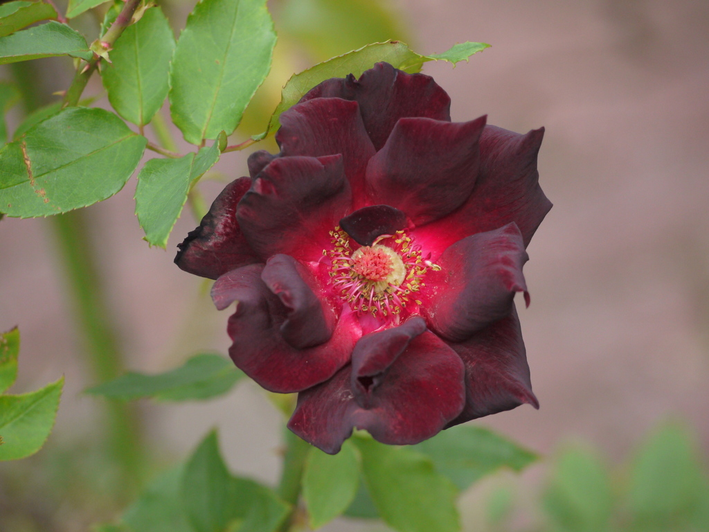 近所の黒薔薇